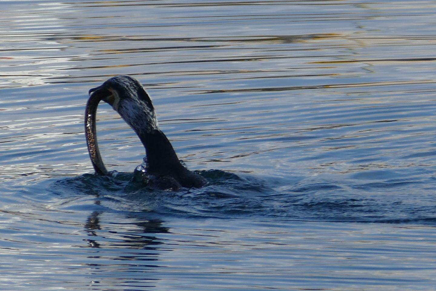 Cormorano con preda 